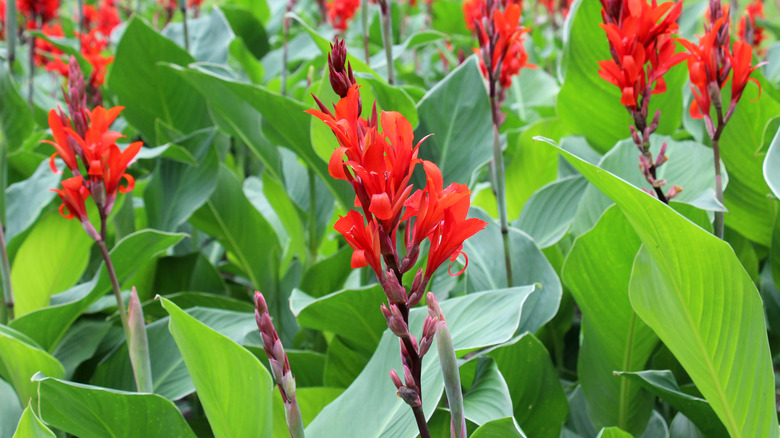 Red Canna lilies