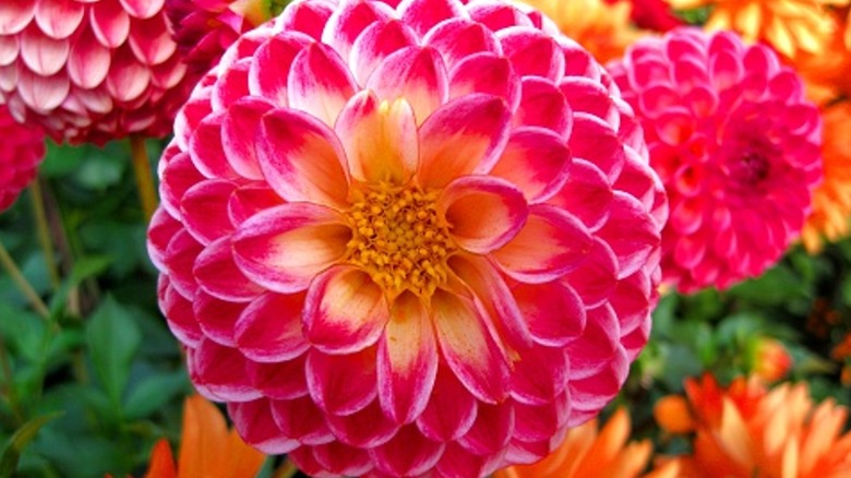 Dahlia flowerbed