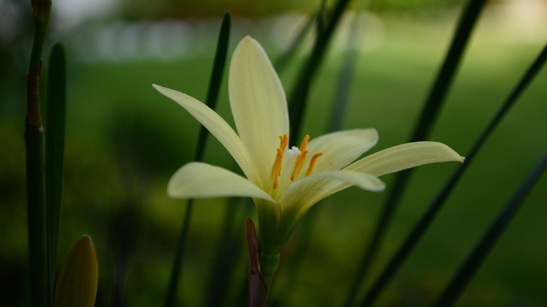 Evening Rain Lily