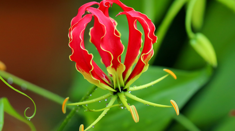 Gloriosa superba