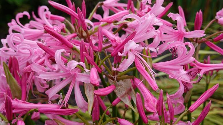 Nerine Lilies