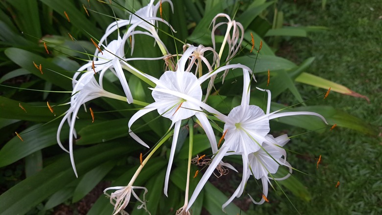 White Hymenocallis