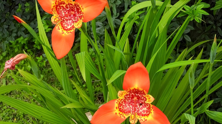 Mexican Shellflowers