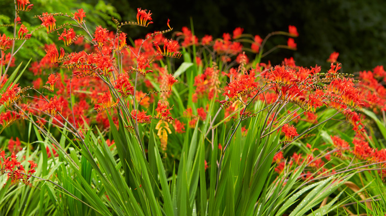 Red Crocosmia