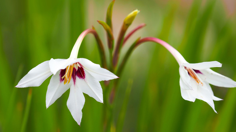 Peacock Orchids