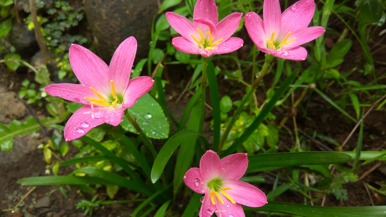 Pink Rain Lily 