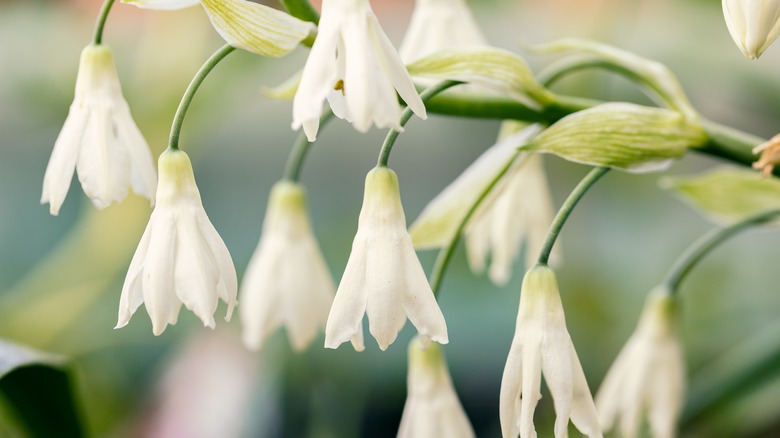 Summer hyacinth