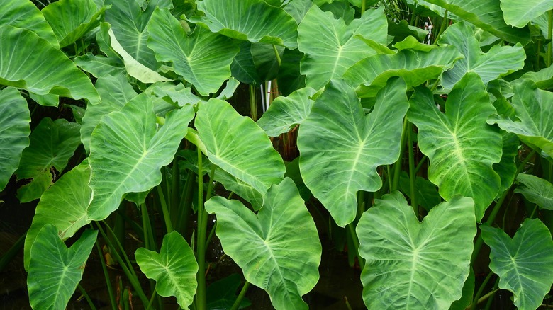 Colocasia esculenta