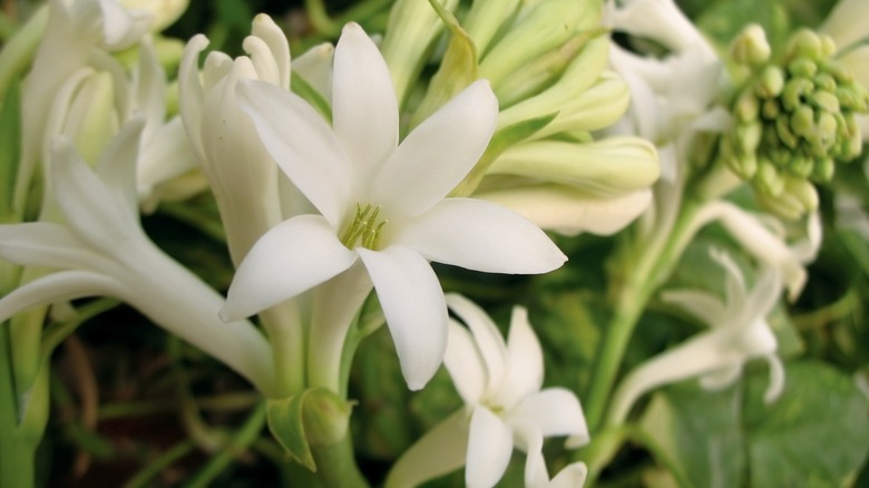 White Tuberose