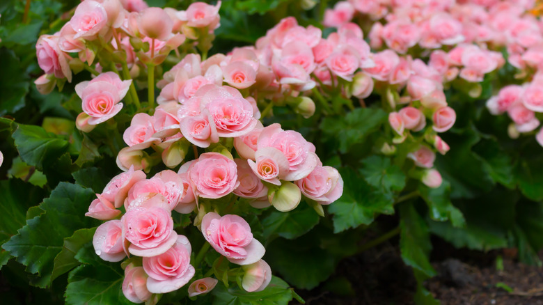 Pink begonia tuberhybrida