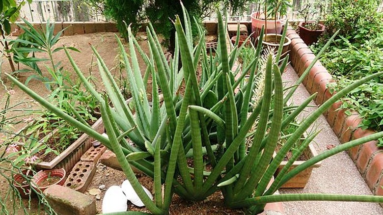 Dracaena Angolensis 'Skyline' (Sansevieria cylindrica)