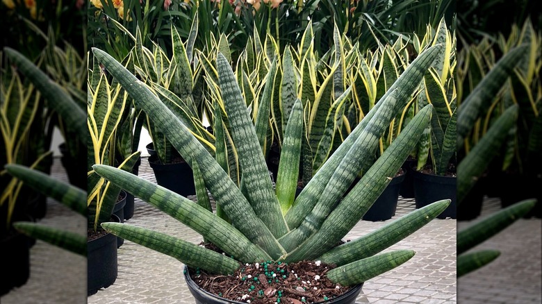 Dracaena Angolensis var. Patula 'Boncel' (Sansevieria Cylindrica var. Patula 'Starfish')