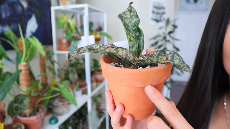 Sansevieria kirkii 'Coppertone'