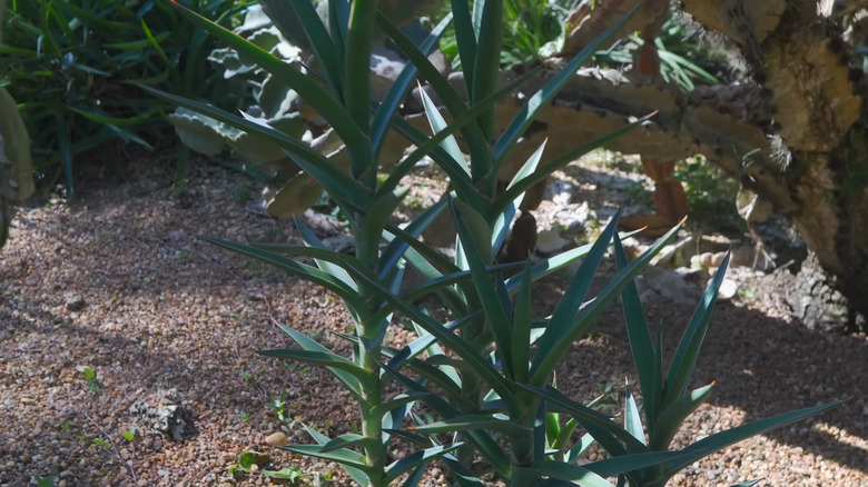 Dracaena (Sansevieria) arborescens