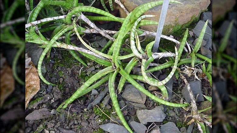 Dracaena (Sansevieria) Ballyi