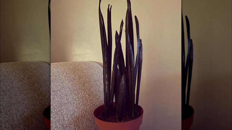 Dracaena (Sansevieria grandis) 'Zulu'