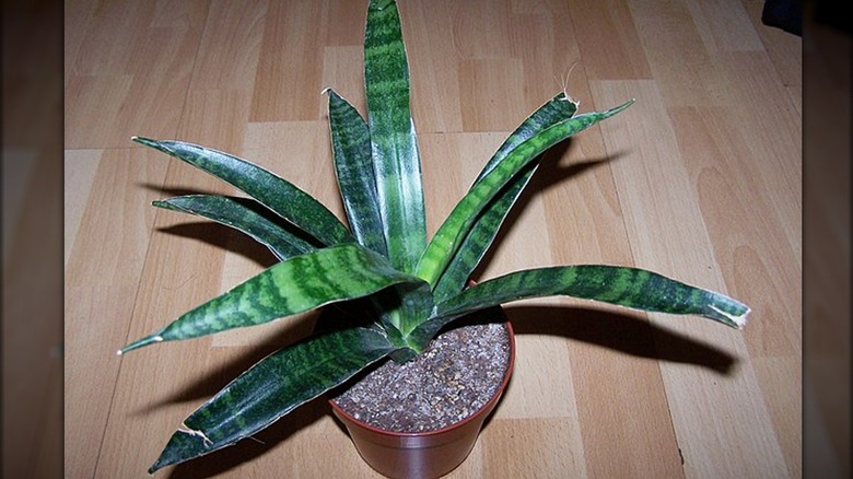 Dracaena (Sansevieria) Parva 'Kenya Hyacinth'