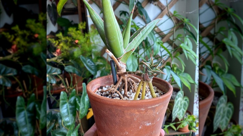 Dracaena (Sansevieria) pinguicula