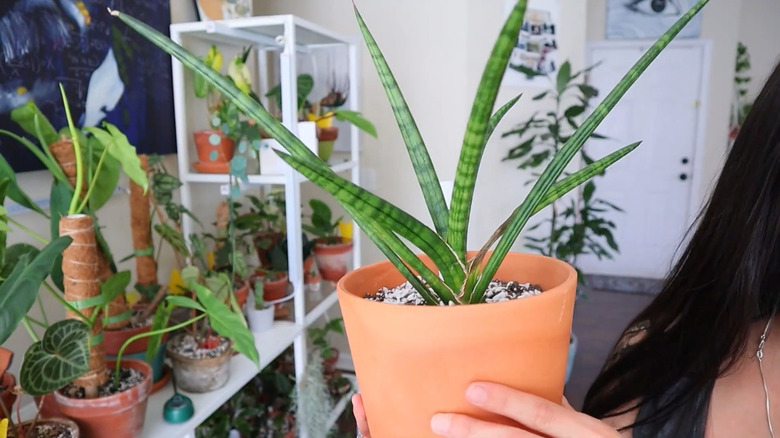 Dracaena (Sansevieria) suffruticosa