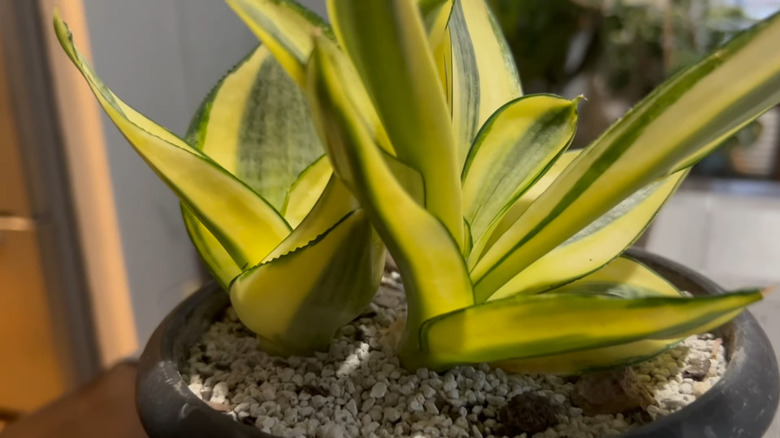 Dracaena (Sansevieria) trifasciata 'Golden Hahnii'