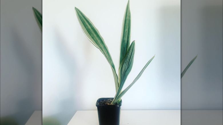 Dracaena (Sansevieria) Trifasciata 'Metallica'