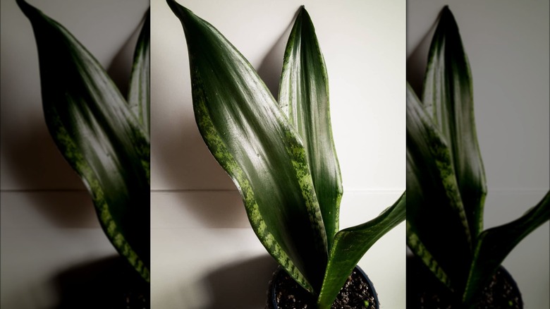 Dracaena (Sansevieria) trifasciata 'Whitney'