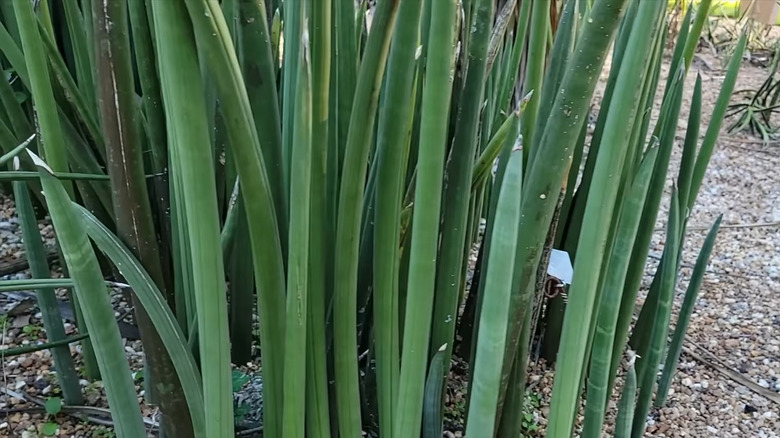 Dracaena singularis (Sansevieria fischeri)