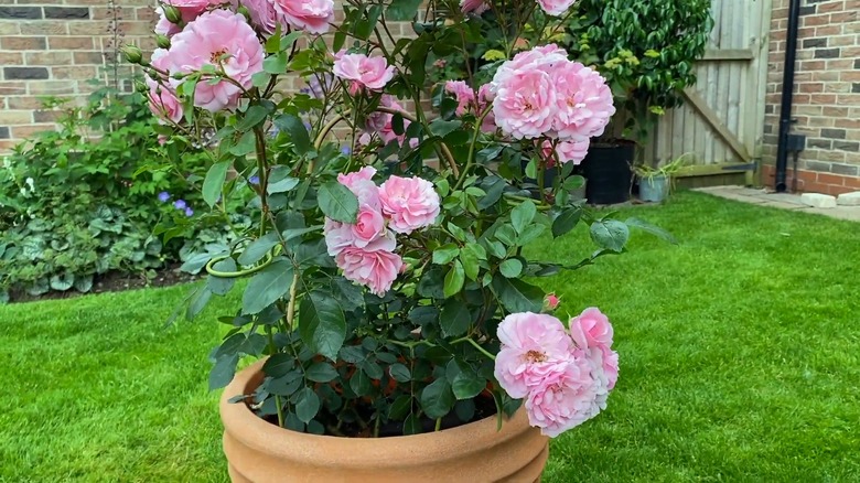 Bonica® pink roses