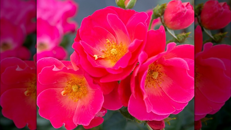 Brick House® Pink roses