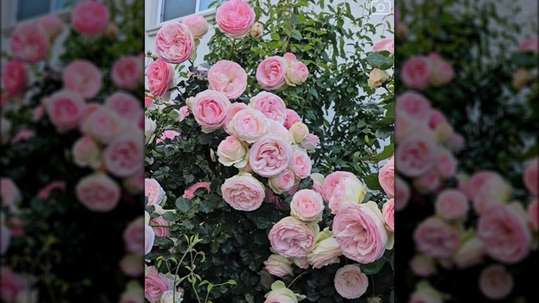 Eden Climber® Roses