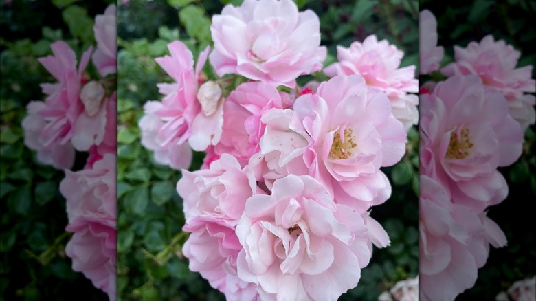 Flower Carpet® Appleblossom Roses