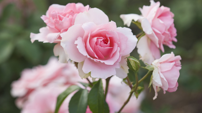 Pink roses in garden