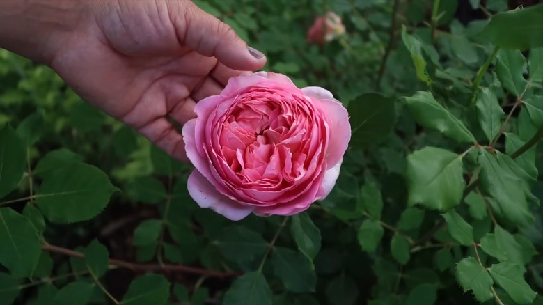 Jubilee Celebration® rose