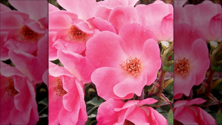 Pink Knock Out roses