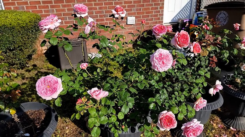 Princess Alexandra of Kent roses