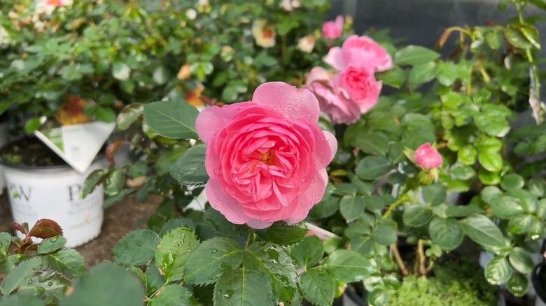 Reminiscent® Pink rose