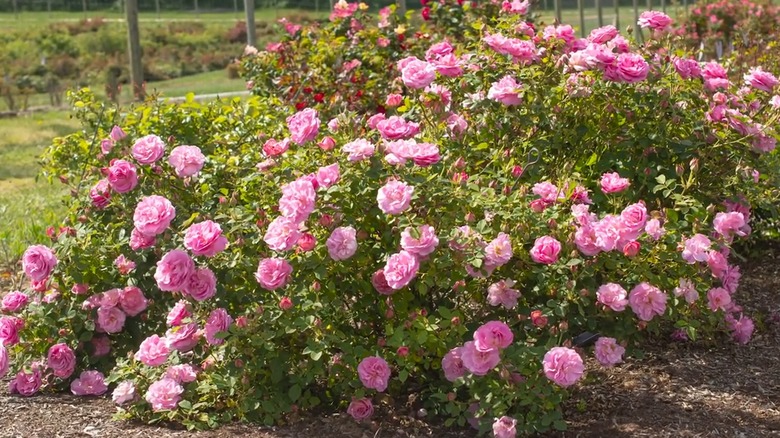 Sitting Pretty Roses