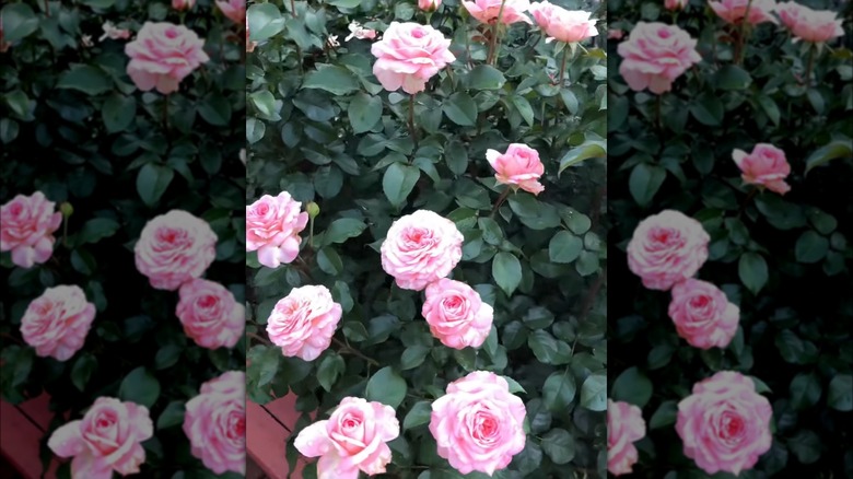 Sunbelt® Savannah™ roses