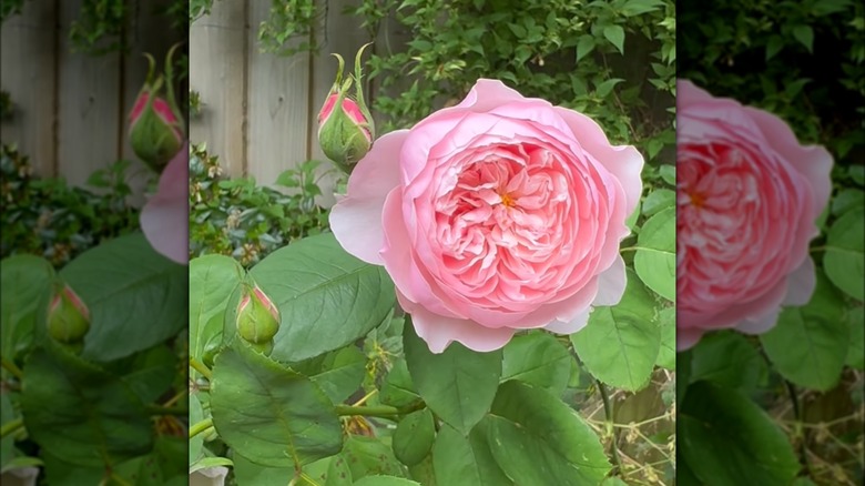 The Alnwick rose