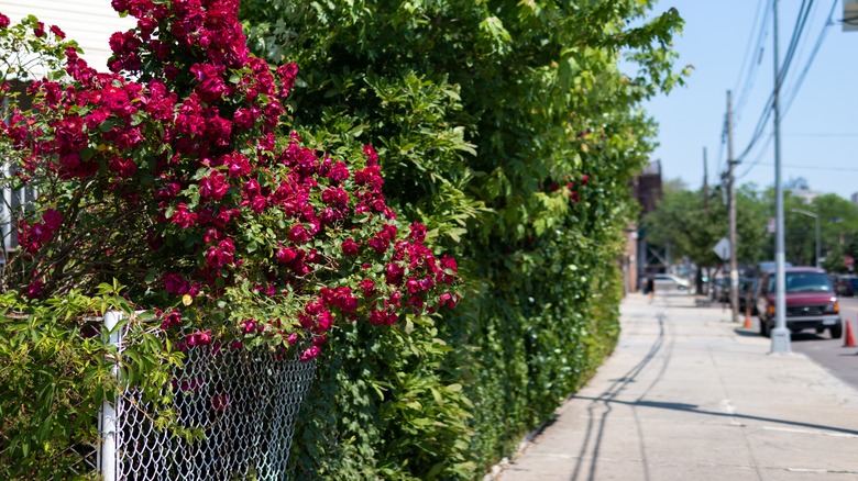 hedge overtaking chain-link fence 