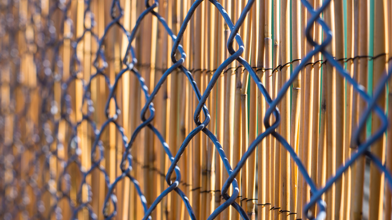 bamboo behind chain-link fence