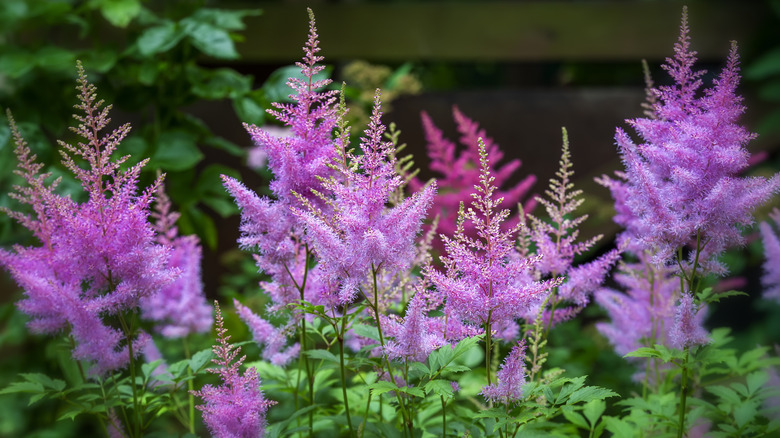 Astilbes with other plants in a garden