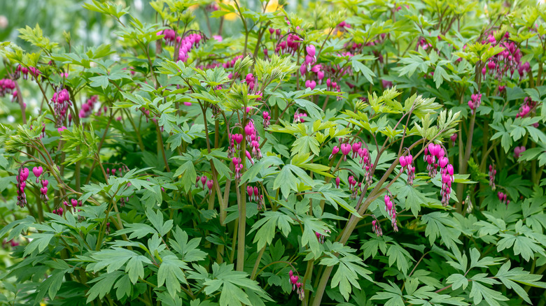 Bleeding heart plant