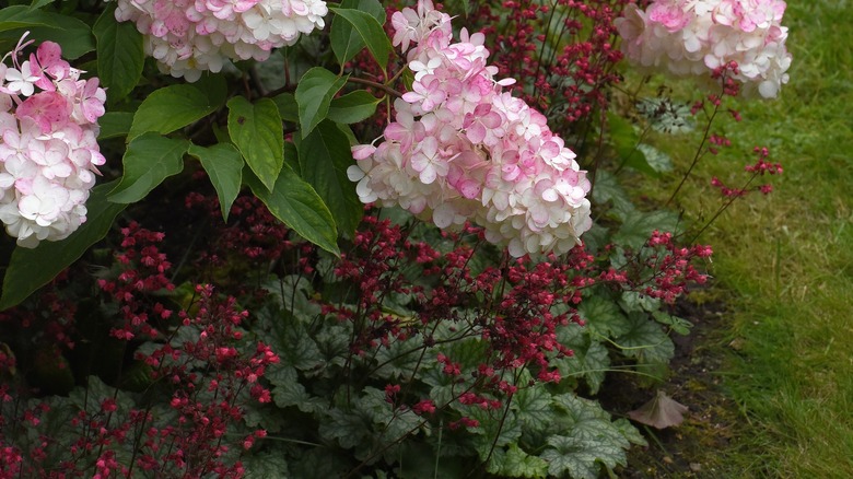 Hydrangeas and heucheras growing together