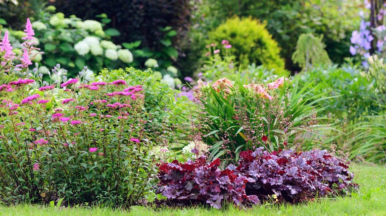 Heuchera growing next to other plants