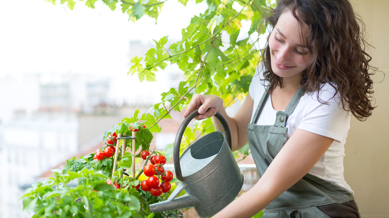 woman watering tomatoes on balcony