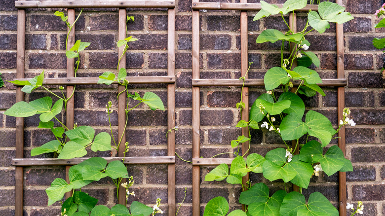 vining plant on a trellis