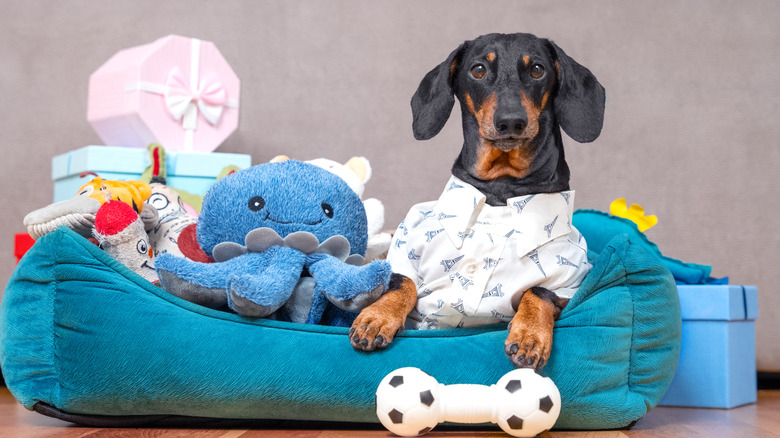 Dash-hound on dog bed