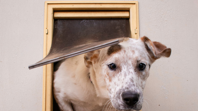 Dog running through doggy door