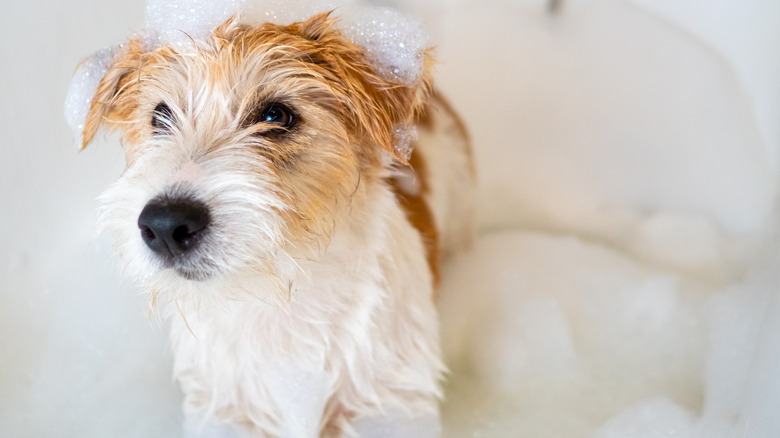 Dog taking a shower